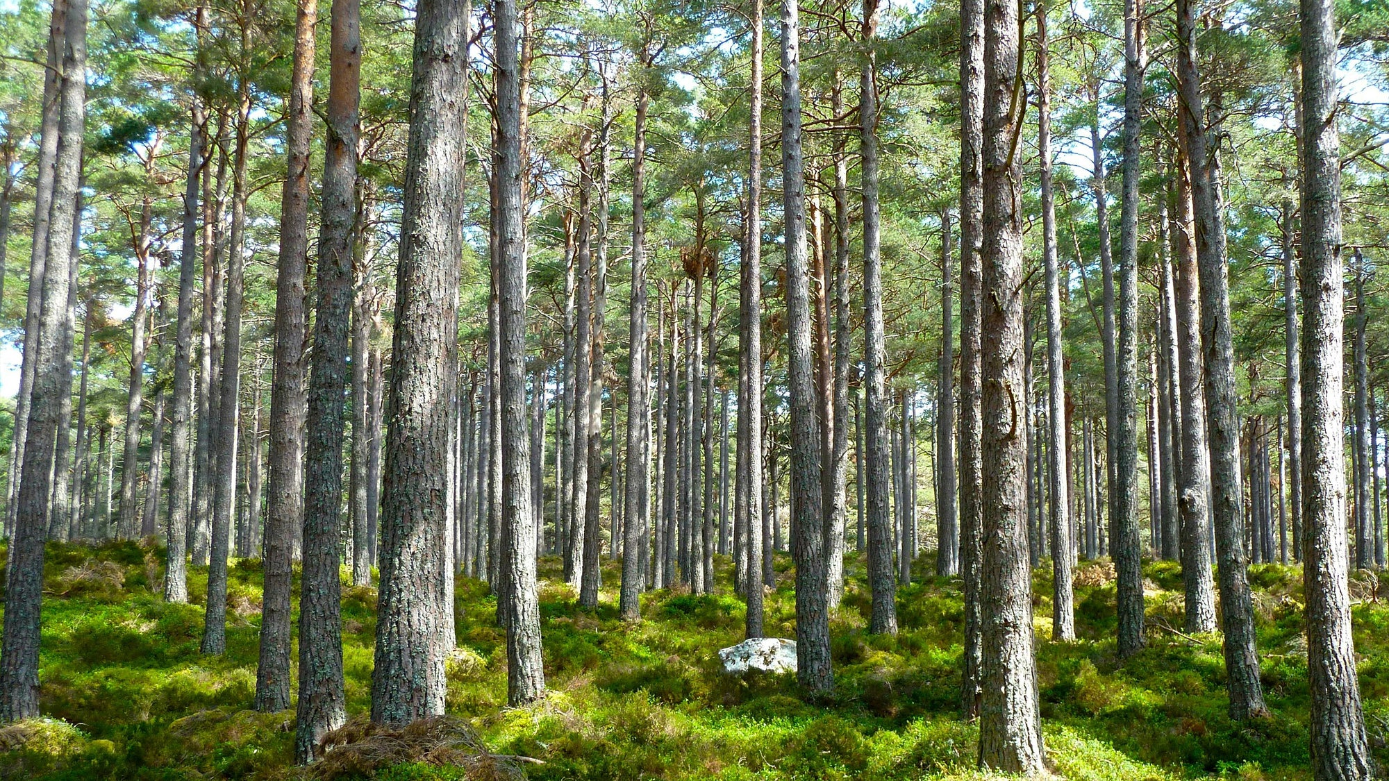 Why choose natural wood for eyewear, watches and accessories?